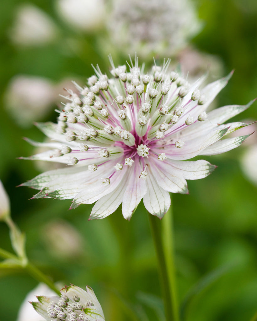 Astrantia major aus der Gartenzauber-Saatgutserie