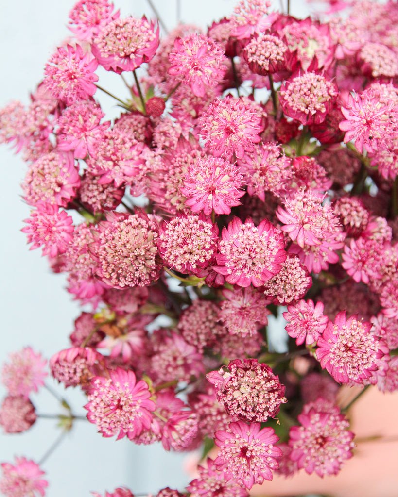 Astrantia Major-Hybr. aus der Gartenzauber-Saatgutserie