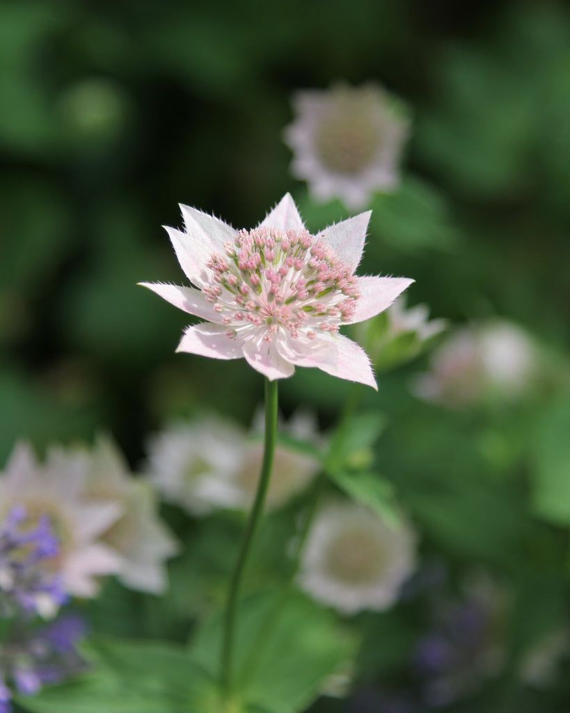 Bluehende Pflanze Kaukasus-Sterndolde