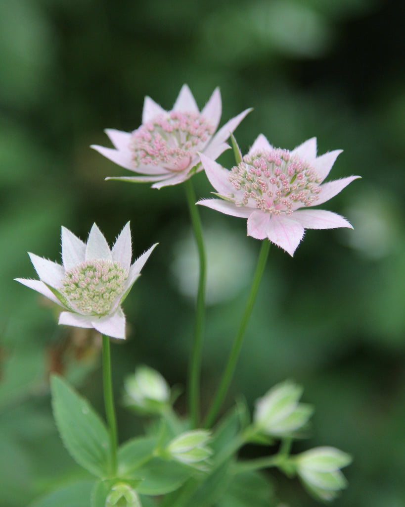 Astrantia maxima aus der Gartenzauber-Saatgutserie