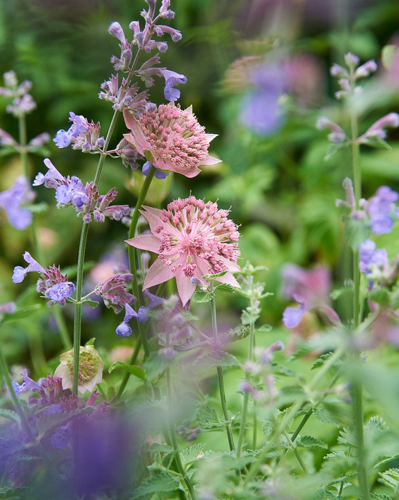 Astrantia maxima aus der Gartenzauber-Saatgutserie