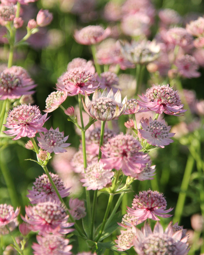 Astrantia maxima aus der Gartenzauber-Saatgutserie