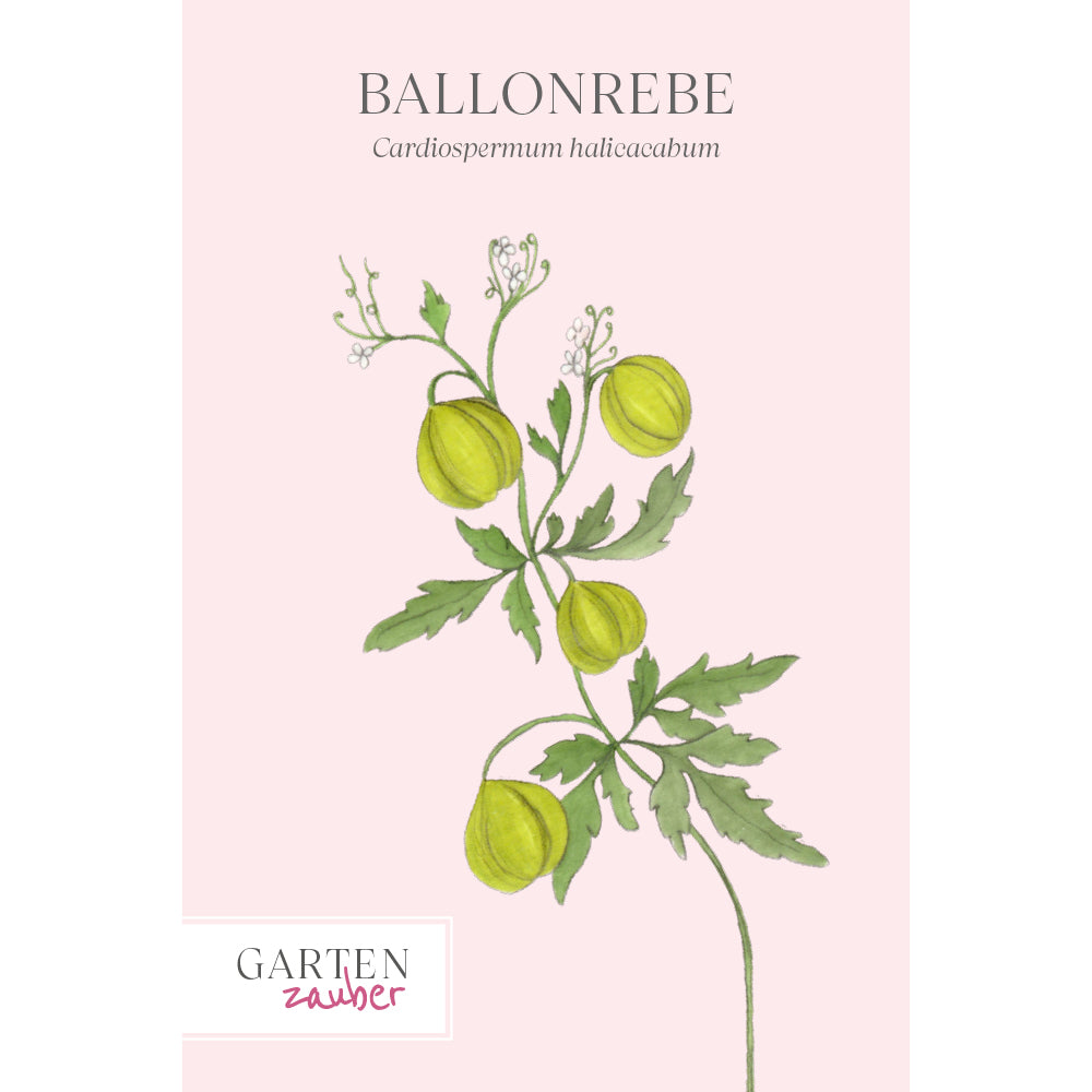 Saatguttuete Ballonrebe-Cardiospermum halicacabum aus der Gartenzauber-Saatgutserie