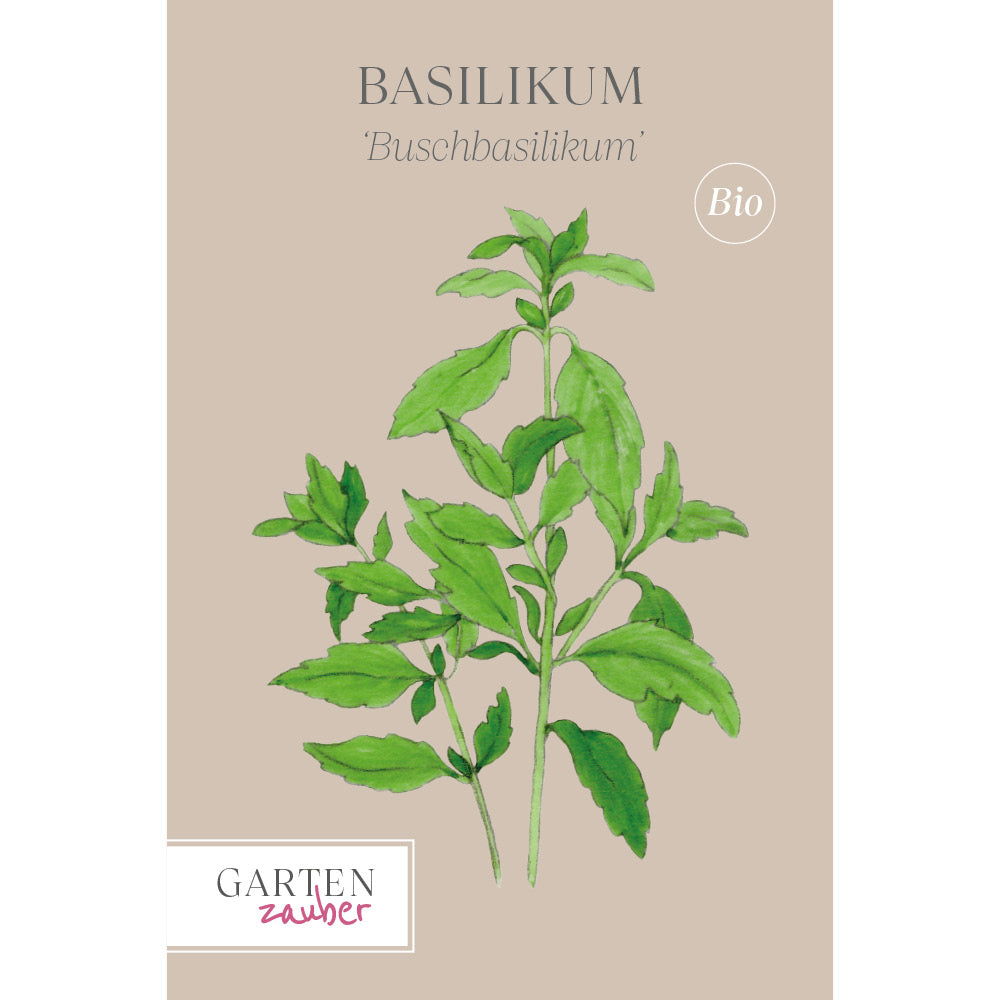 Basilikum 'Buschbasilikum' - Ocimum basilicum
