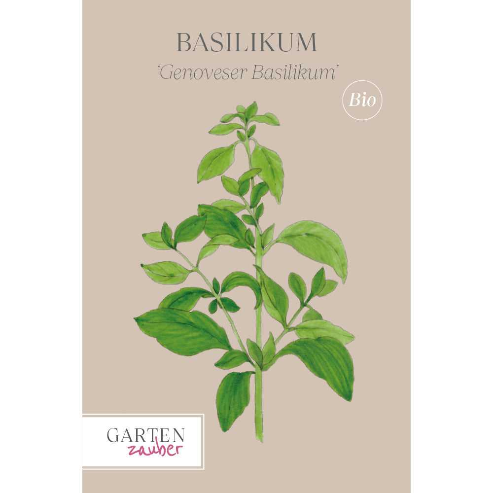 Basilikum 'Genoveser Basilikum' - Ocimum basilicum