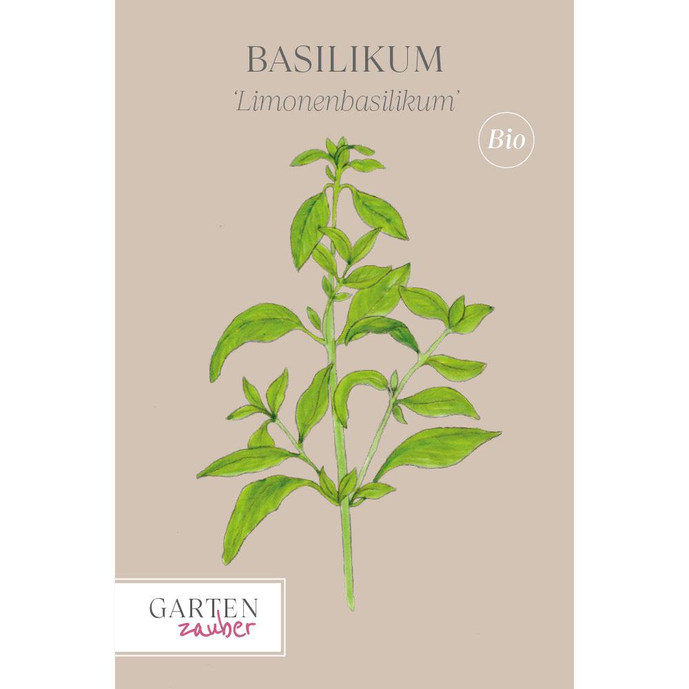 Basilikum 'Limonenbasilikum' - Ocimum basilicum