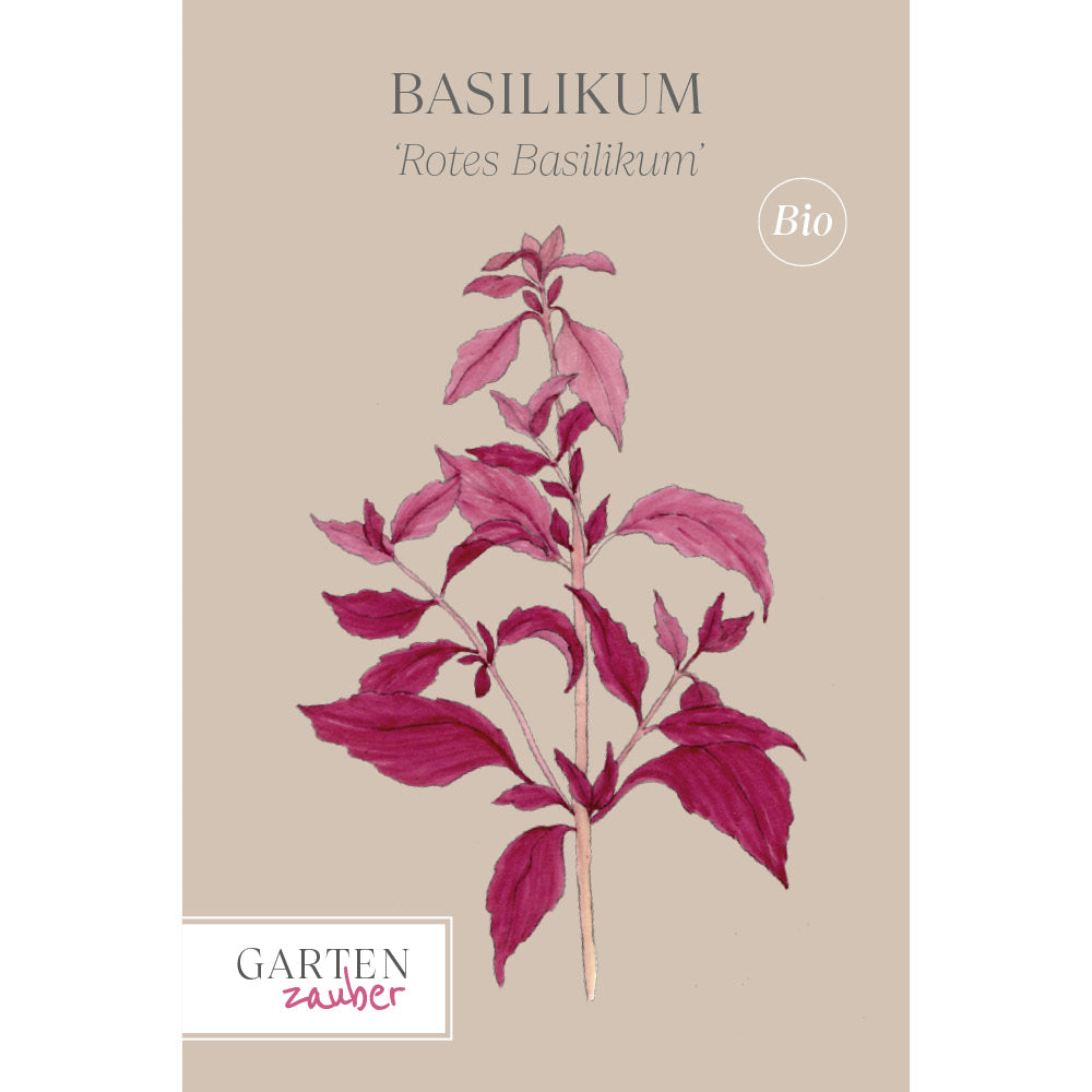 Basilikum 'Rotes Basilikum' - Ocimum basilicum