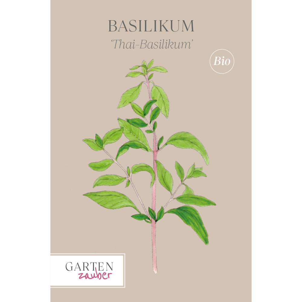 Basilikum 'Thai Basilikum' - Ocimum basilicum