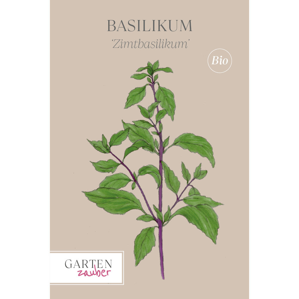 Basilikum 'Zimtbasilikum' - Ocimum basilicum