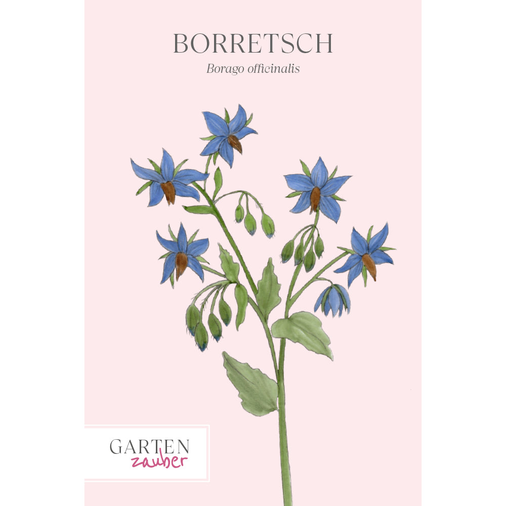 Borretsch - Borago officinalis