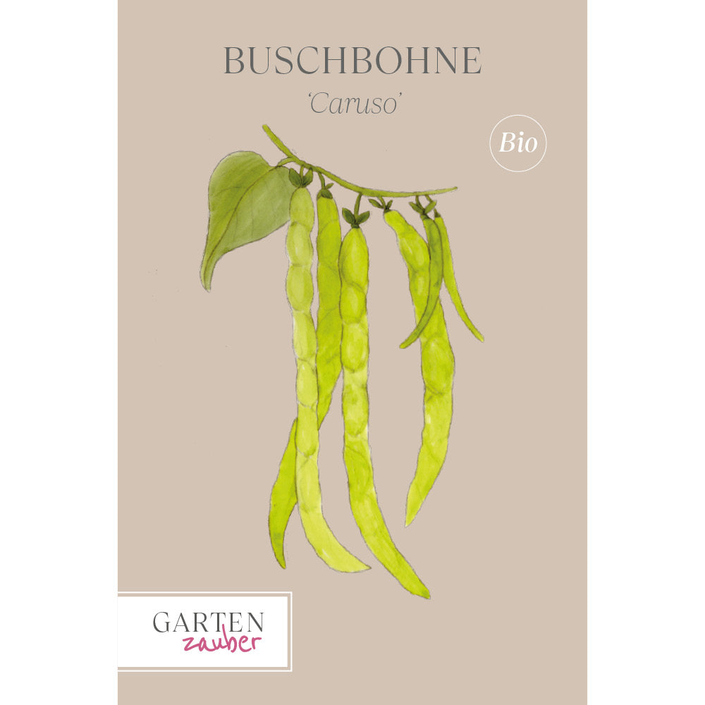 Bohne Buschbohne 'Caruso' – Phaseolus vulgaris