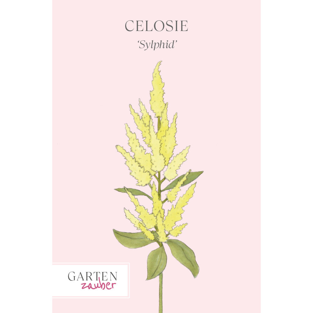 Celosie - Celosia plumosa 'Sylphid'