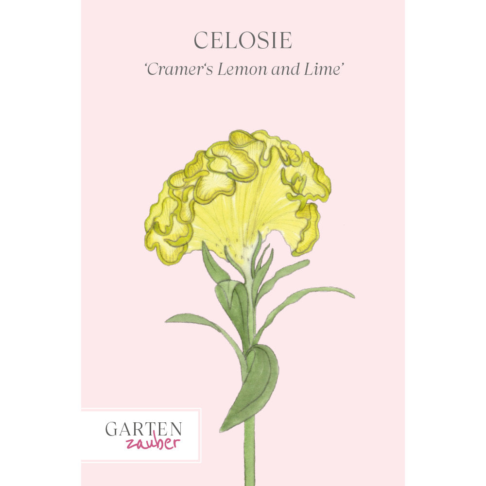 Celosie - Celosia argentea cristata 'Cramer‘s Lemon and Lime'