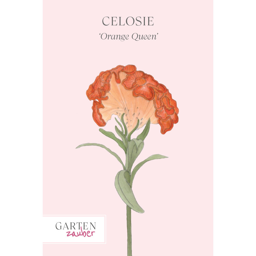 Vorderansicht Saatguttuete Celosie 'Orange Queen'