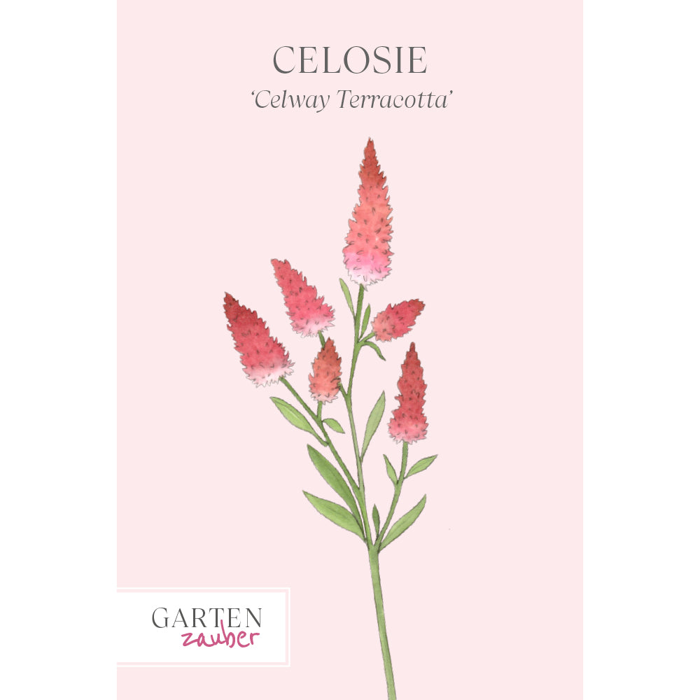 Celosie - Celosia argentea spicata ‘Celway Terracotta’