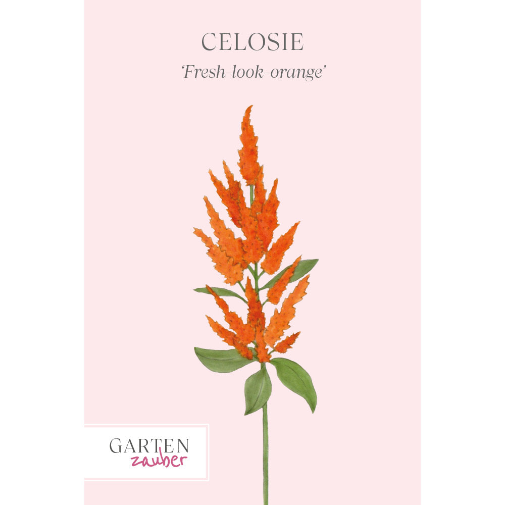 Vorderansicht Saatguttuete Celosie 'Fresh-look-orange' Celosia plumosa aus der Gartenzauber-Saatgutserie