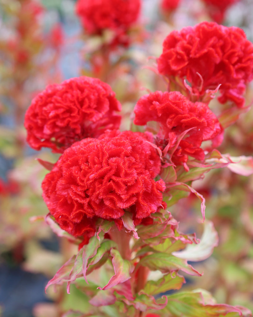 Celosia - Celosia argentea cristata 'Kurume Miyoshi Select'