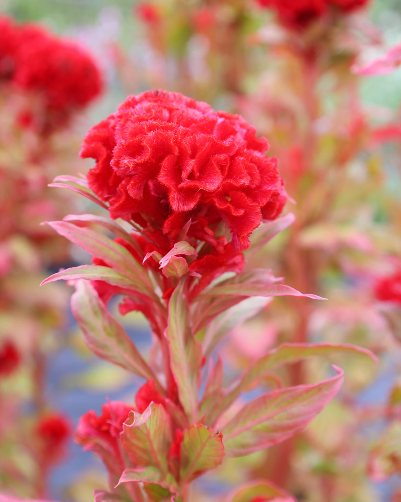 Celosie - Celosia argentea cristata 'Kurume Miyoshi Select'