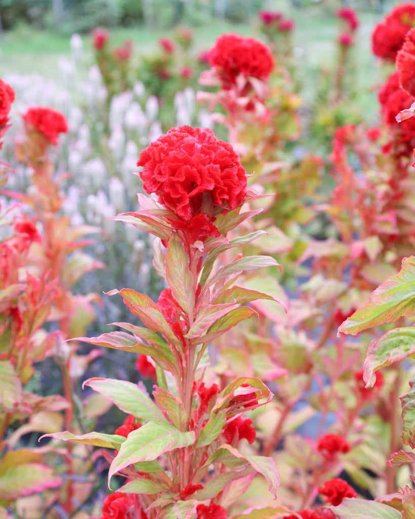 Celosia - Celosia argentea cristata 'Kurume Miyoshi Select'