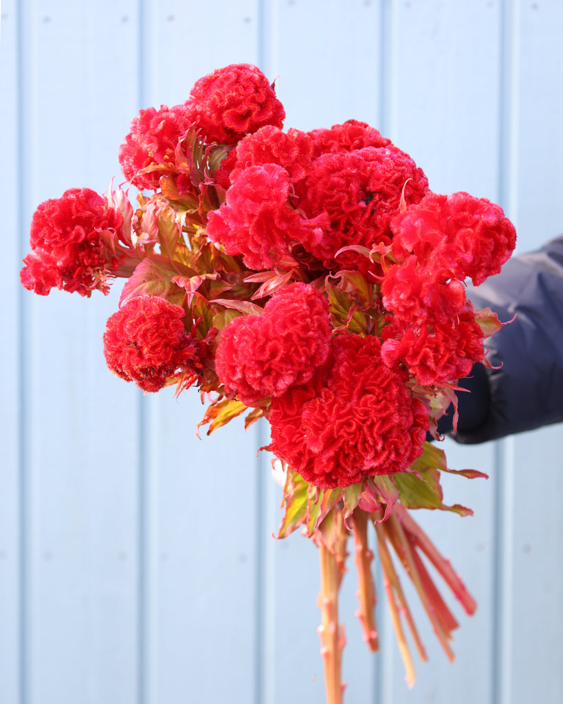 Celosia - Celosia argentea cristata 'Kurume Miyoshi Select'