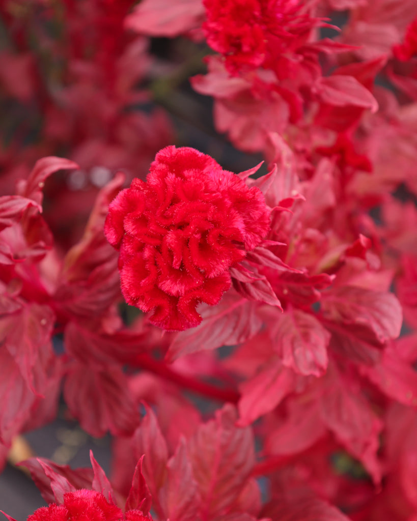 Celosia - Celosia argentea cristata 'Kurume Reien'