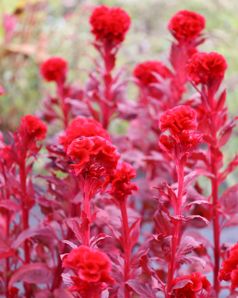 Celosia - Celosia argentea cristata 'Kurume Reien'