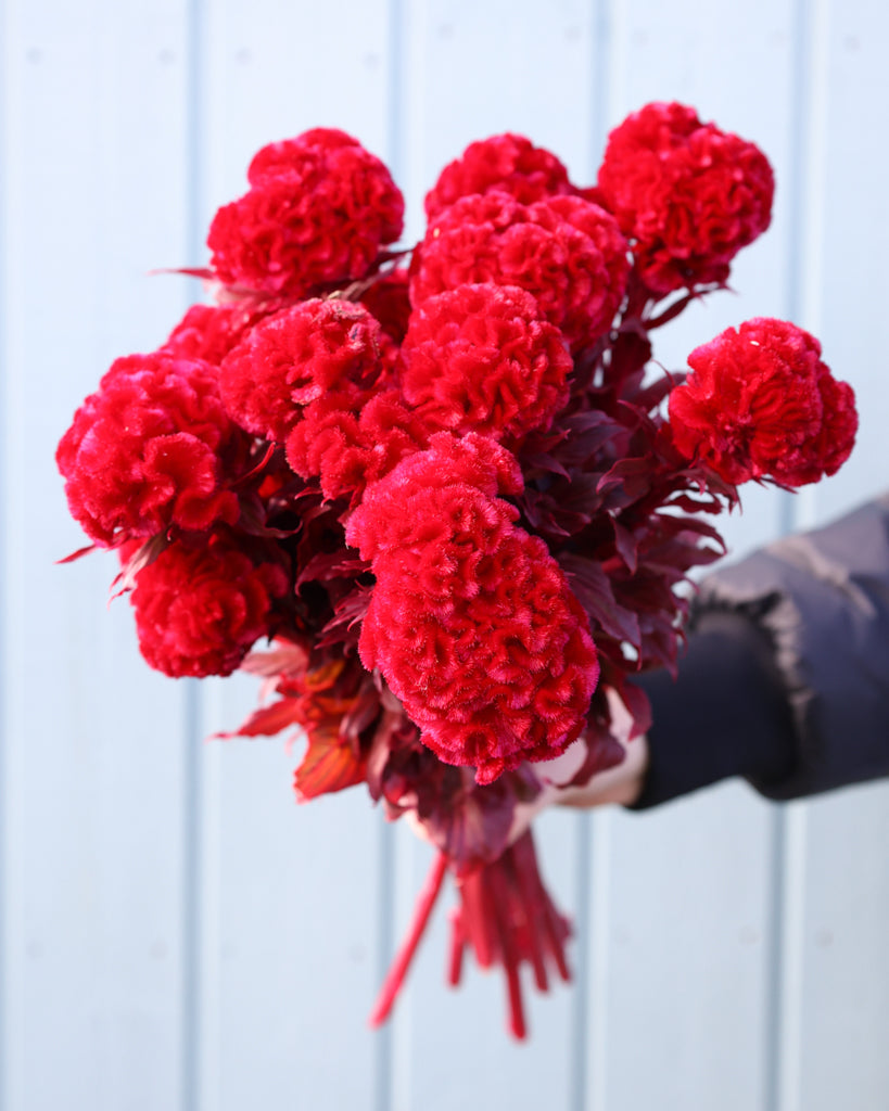 Celosia - Celosia argentea cristata 'Kurume Reien'