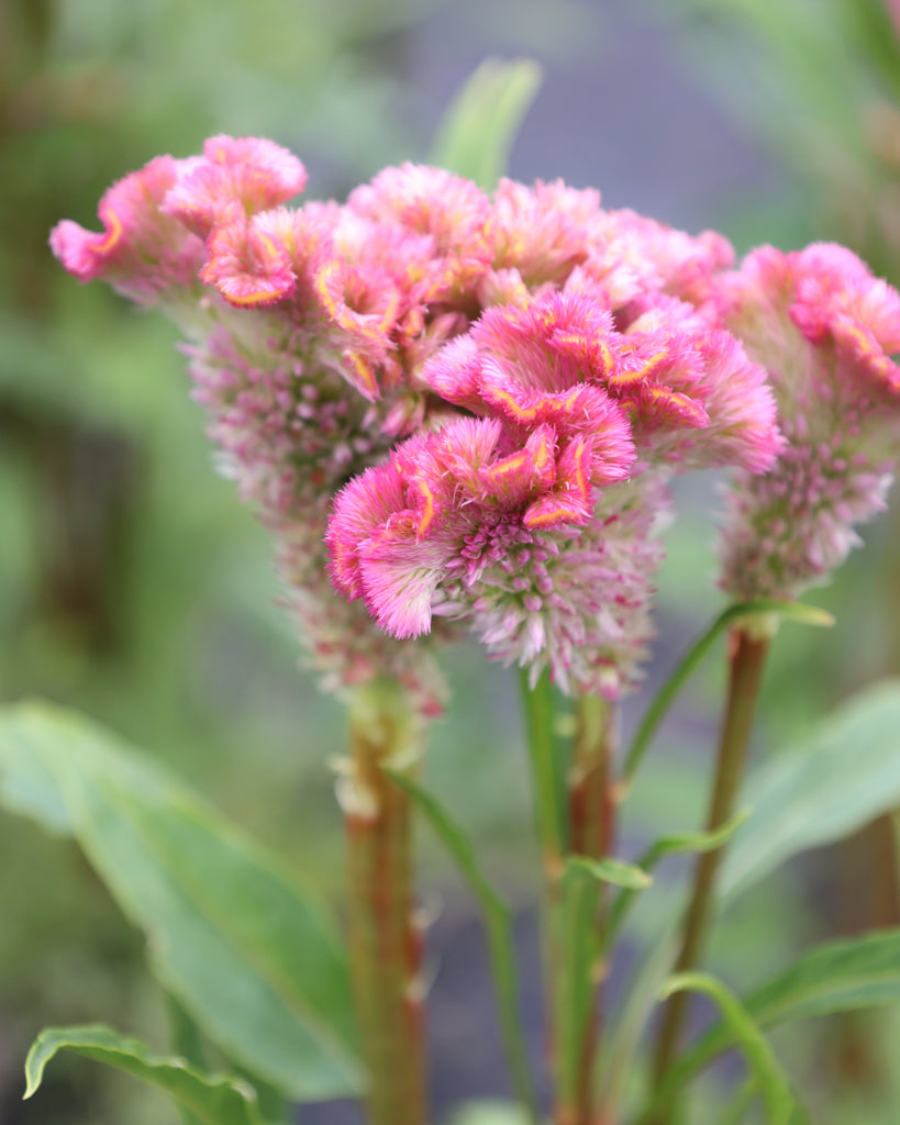 Celosia - Celosia argentea cristata 'Neo Rose'