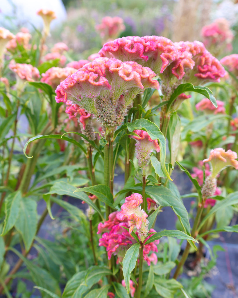 Celosia - Celosia argentea cristata 'Neo Rose'