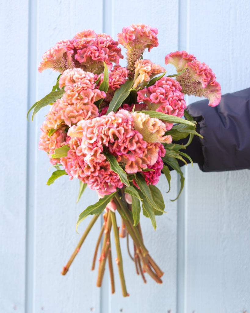 Celosia - Celosia argentea cristata 'Neo Rose'