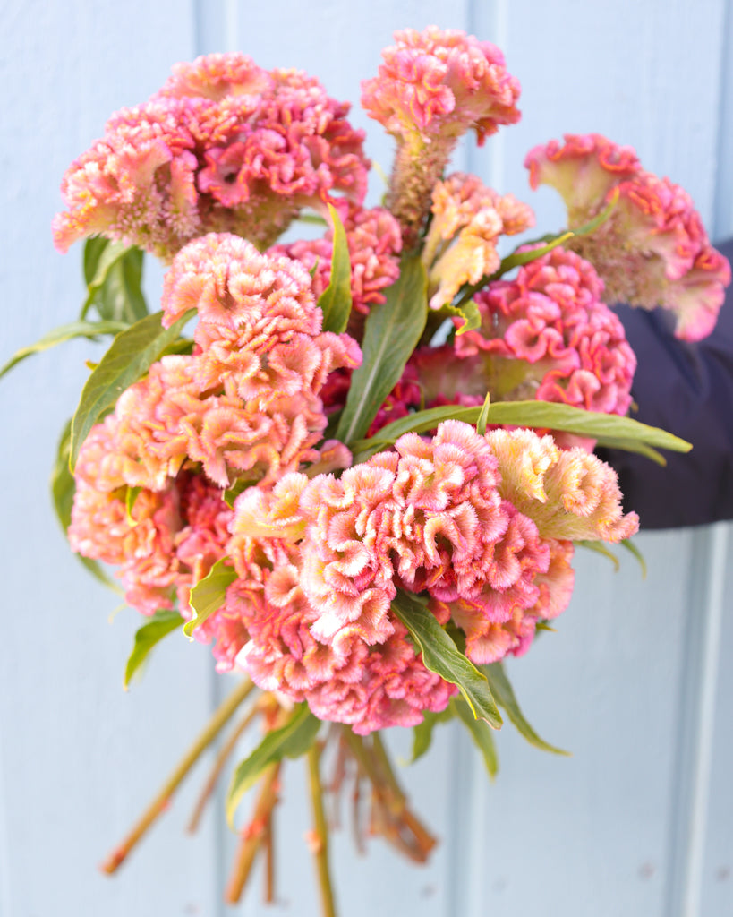 Celosie - Celosia argentea cristata 'Neo Rose'