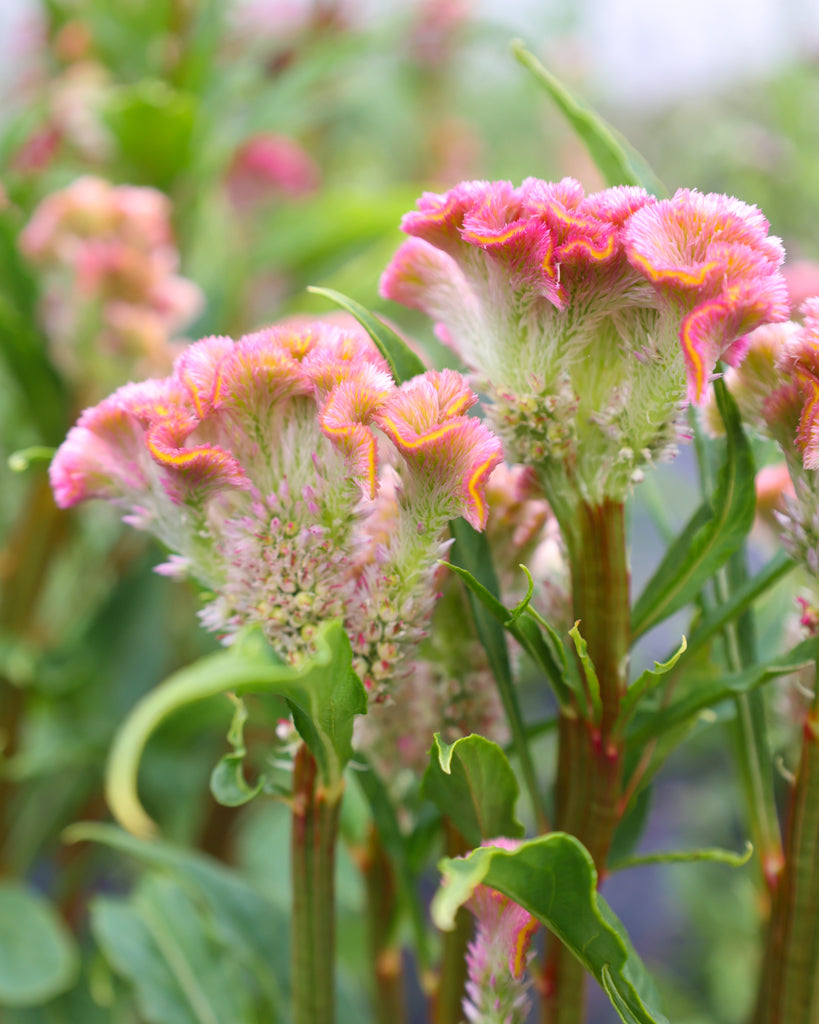 Celosia - Celosia argentea cristata 'Neo Rose'