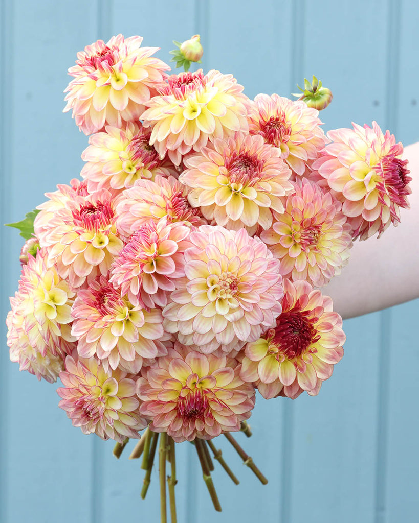 Dahlia Alpen Sundown