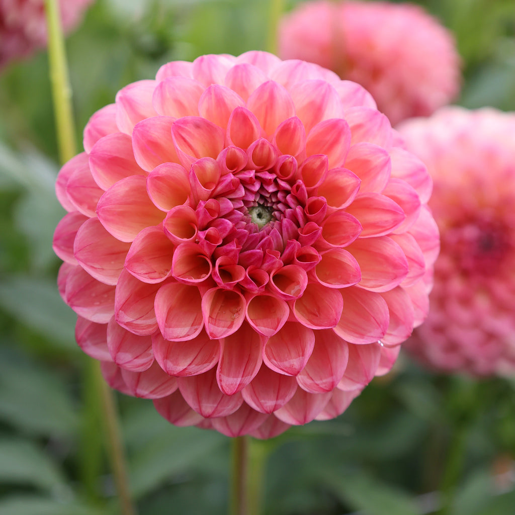 Dahlia Package 5