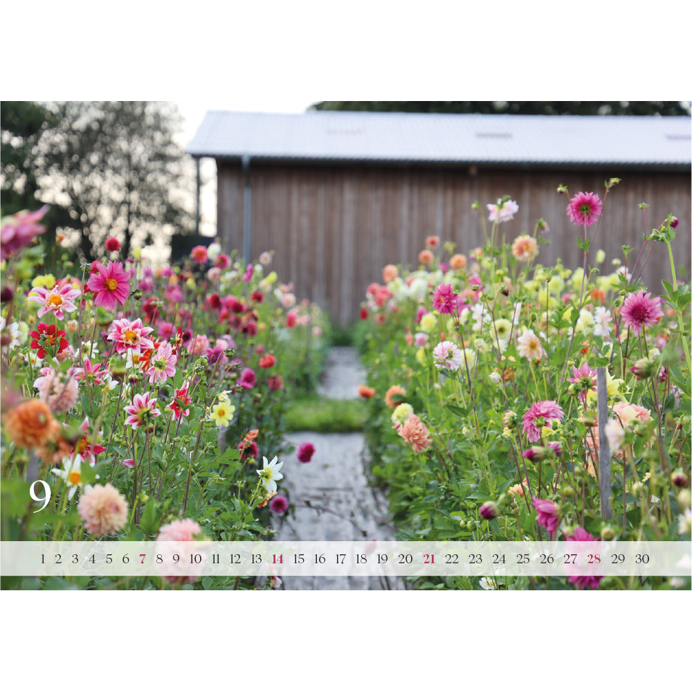 Wandkalender „Dahlienzauber 2025“ – Deine tägliche Dosis Flower-Power!