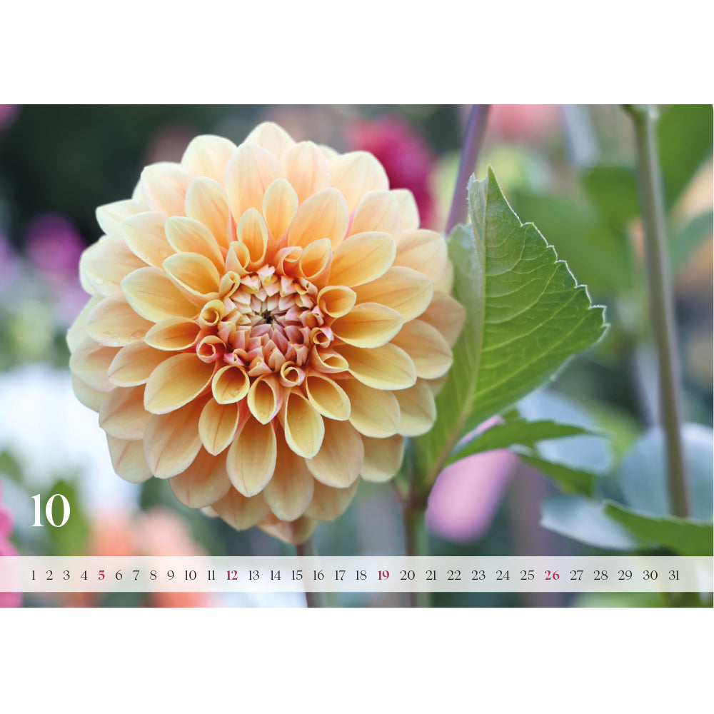 Wandkalender „Dahlienzauber 2025“ – Deine tägliche Dosis Flower-Power!