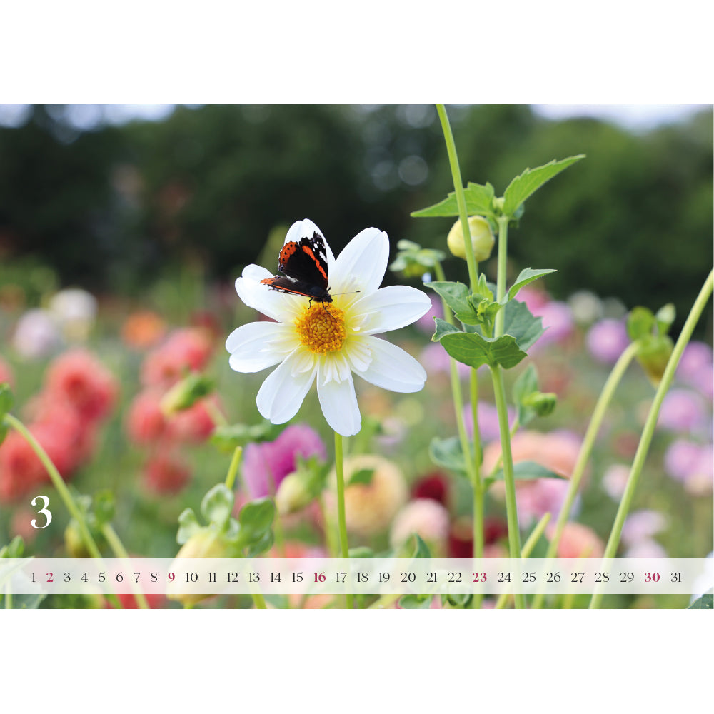 Wandkalender „Dahlienzauber 2025“ – Deine tägliche Dosis Flower-Power!