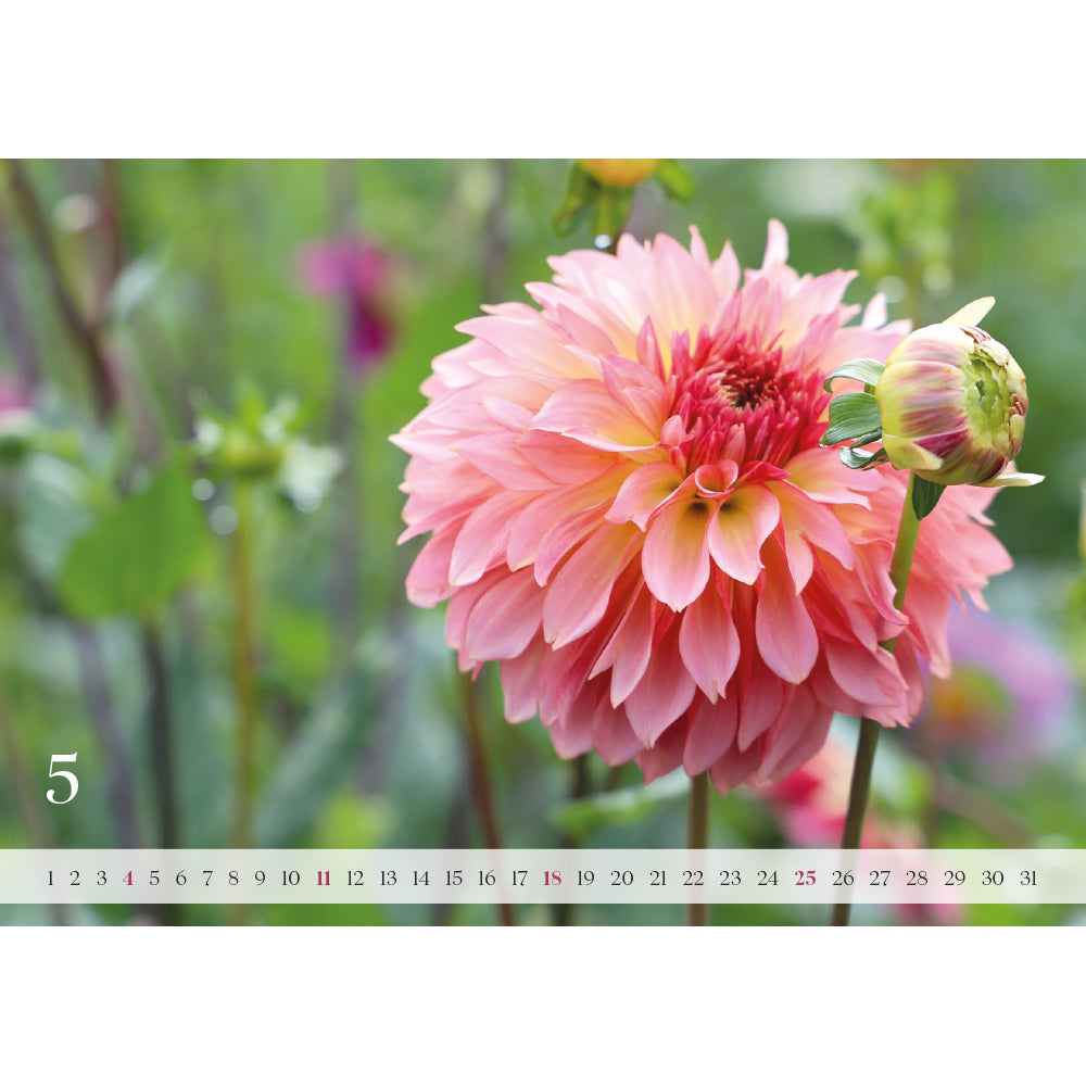 Wandkalender „Dahlienzauber 2025“ – Deine tägliche Dosis Flower-Power!