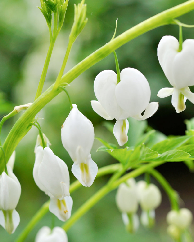 Dicentra spectabilis aus der Gartenzauber-Saatgutserie