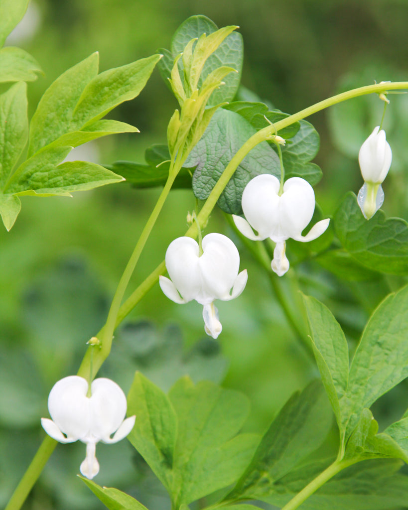 Bluehende Pflanze Tränendes Herz 'Alba'