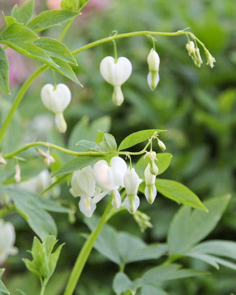 Dicentra spectabilis aus der Gartenzauber-Saatgutserie