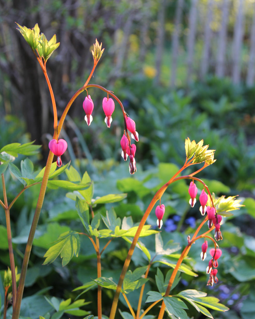 Dicentra spectabilis aus der Gartenzauber-Saatgutserie