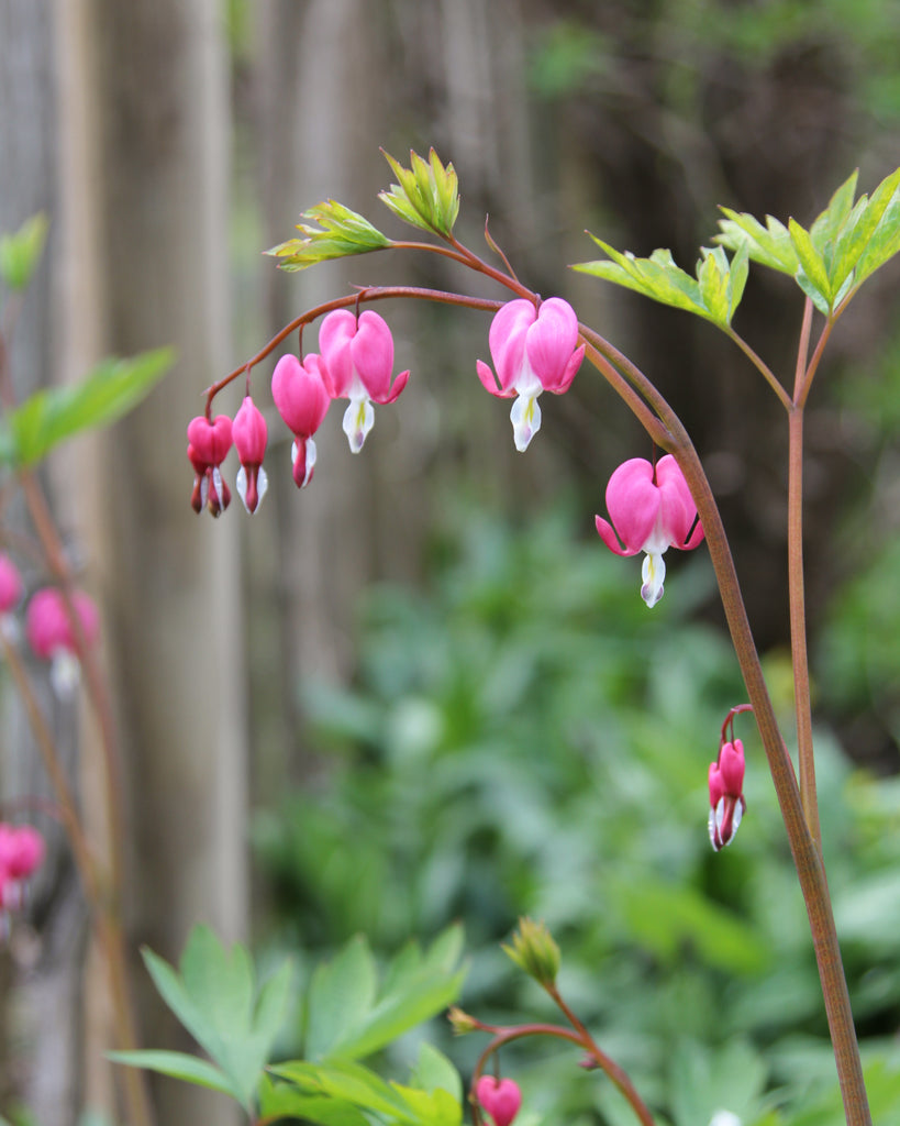 Dicentra spectabilis aus der Gartenzauber-Saatgutserie