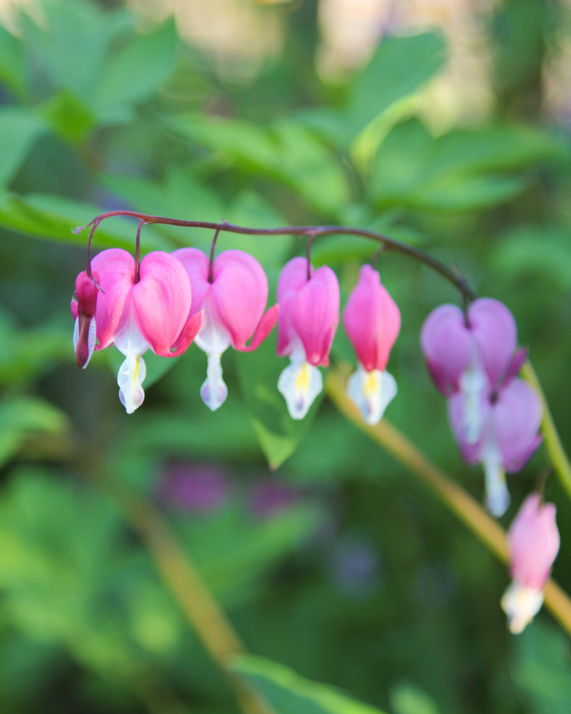 Dicentra spectabilis aus der Gartenzauber-Saatgutserie