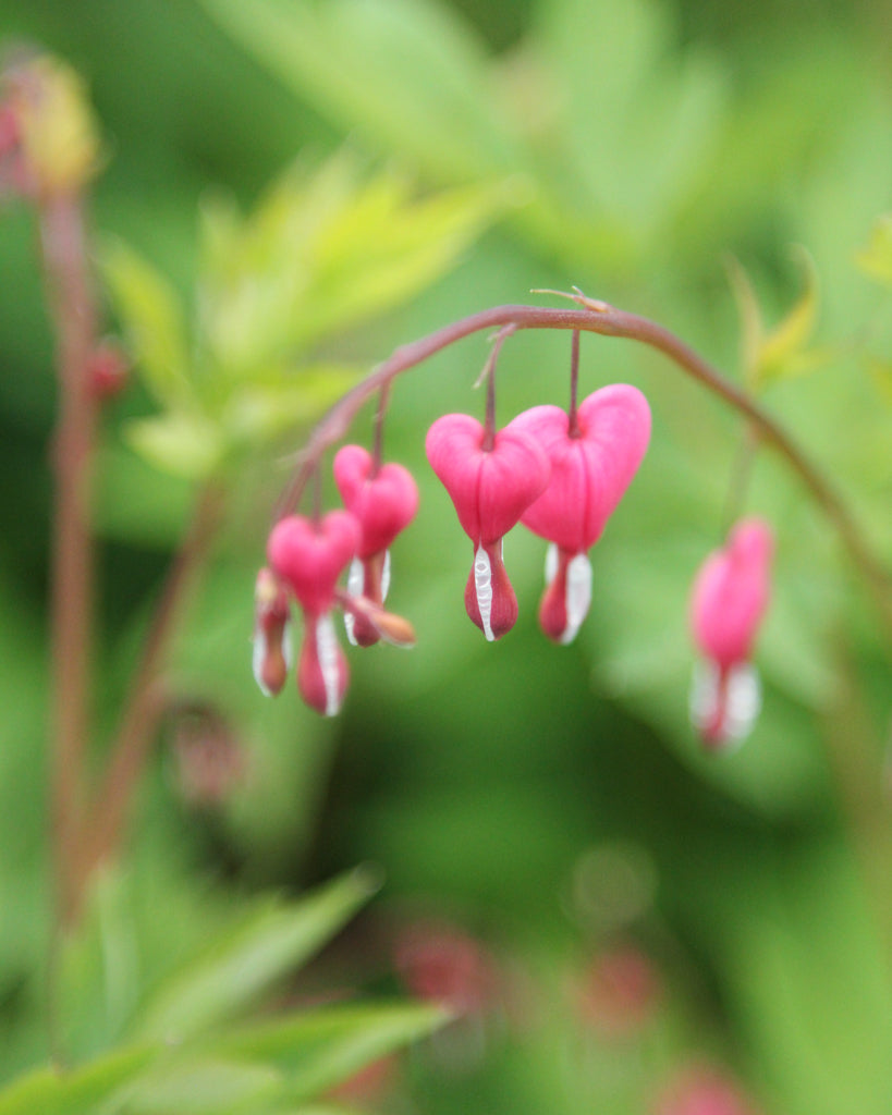 Dicentra spectabilis aus der Gartenzauber-Saatgutserie