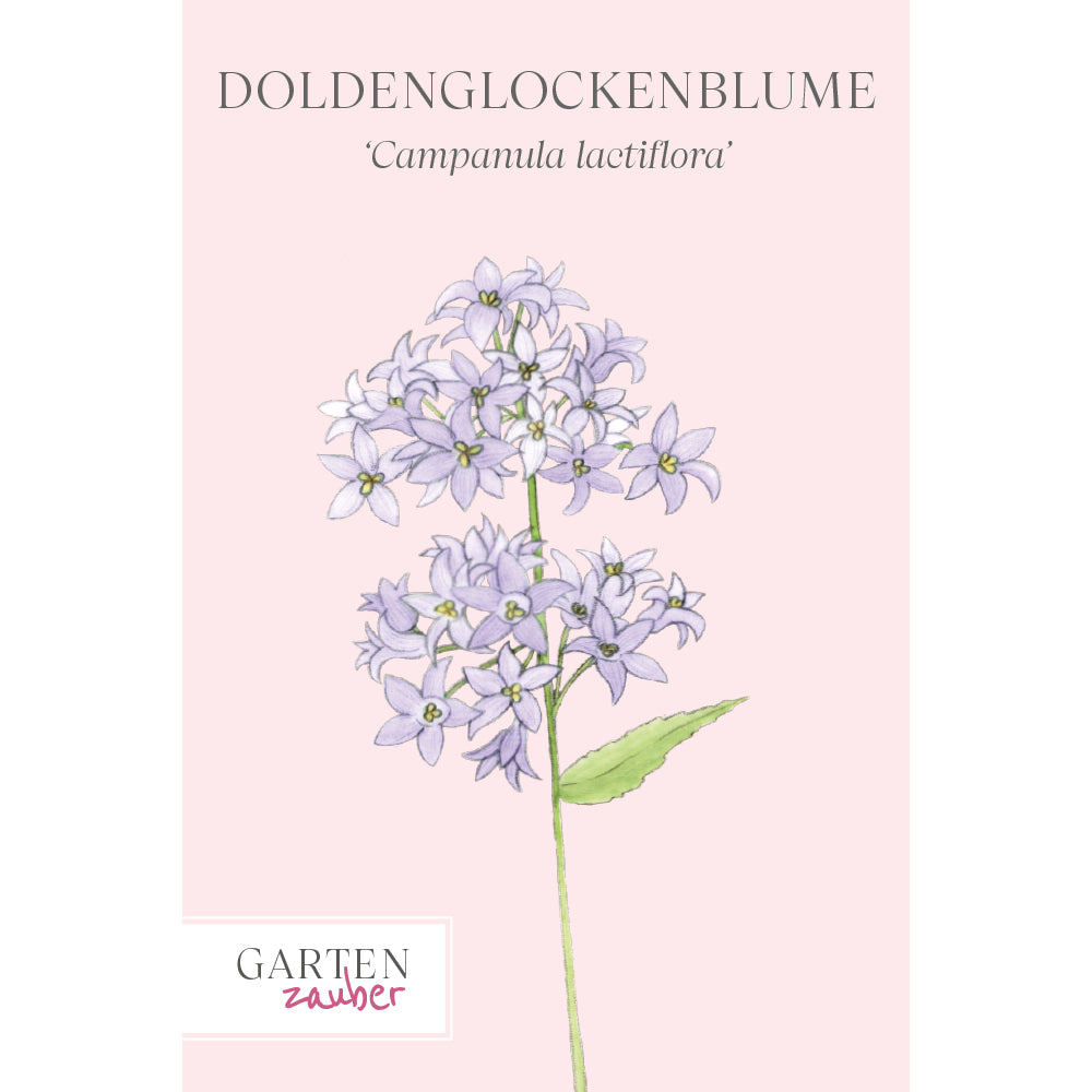 Vorderansicht Saatguttuete Doldenglockenblume Campanula lactiflora aus der Gartenzauber-Saatgutserie