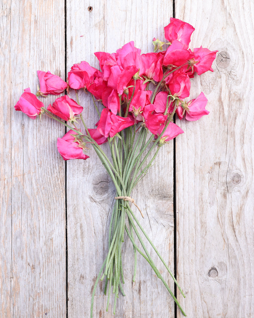 Sweet pea - Lathyrus odoratus 'Spring Sunshine Cerise'