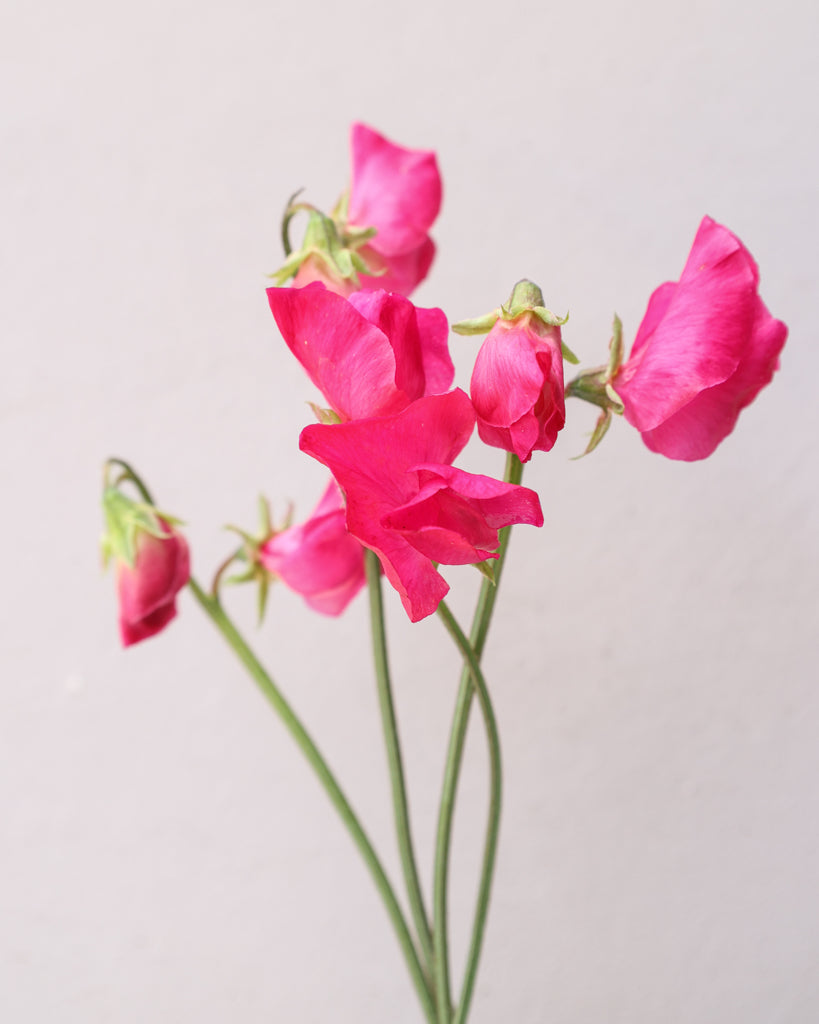 Sweet pea - Lathyrus odoratus 'Spring Sunshine Cerise'