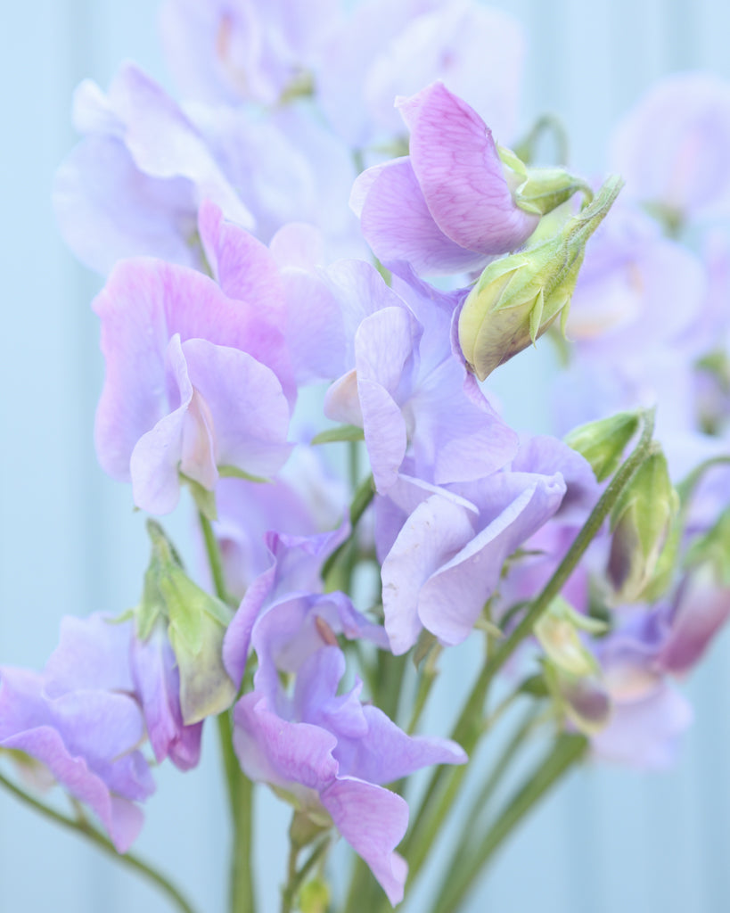 Sweet pea - Lathyrus odoratus 'Winter Sunshine Light Blue'