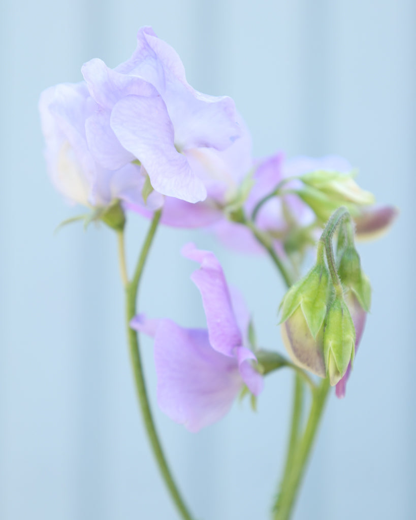 Duftwicke - Lathyrus odoratus 'Winter Sunshine Light Blue'